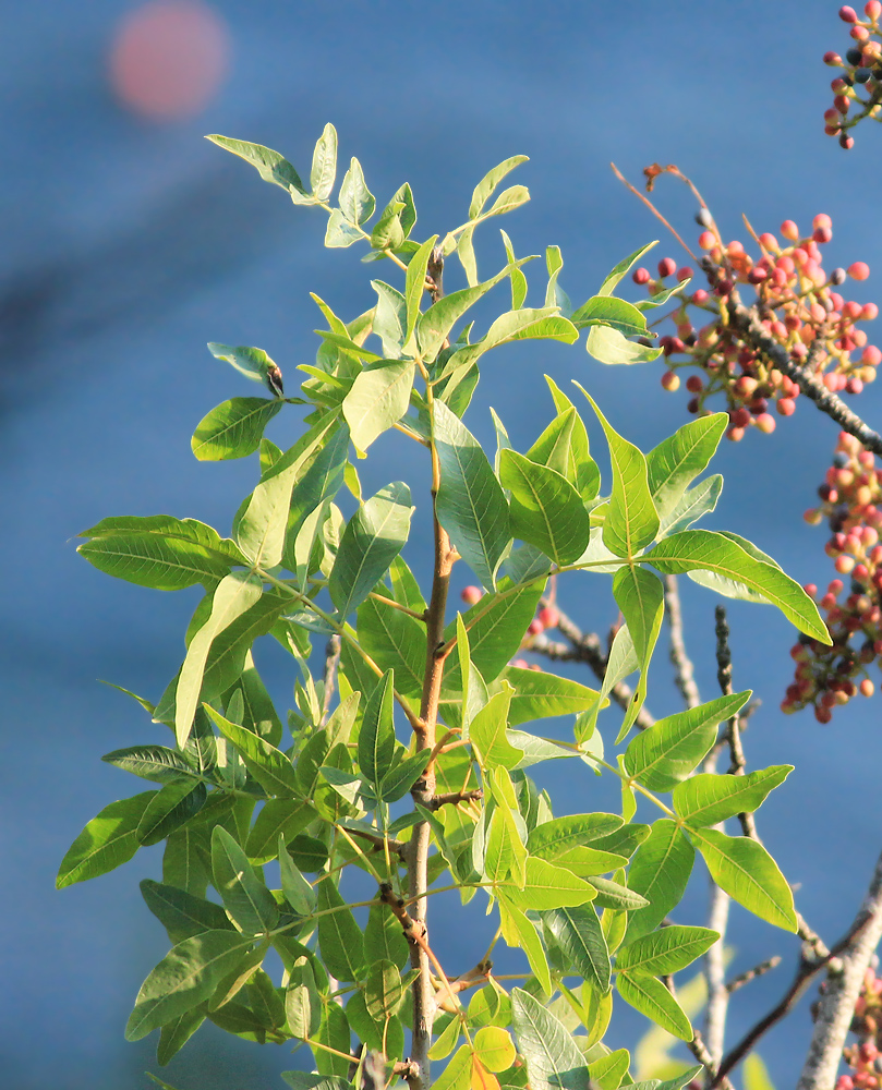 Image of Pistacia mutica specimen.