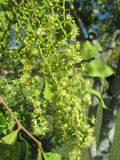 Cupaniopsis anacardioides