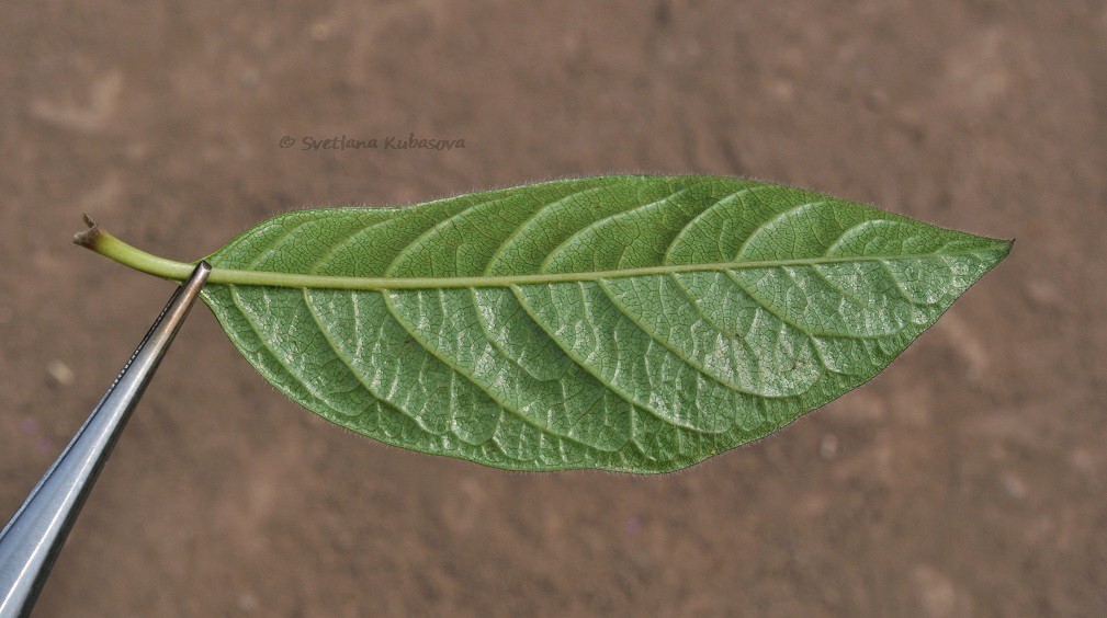 Image of Lonicera involucrata specimen.