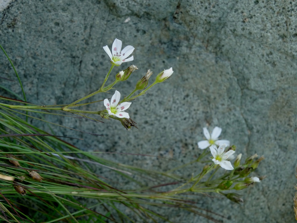 Image of Eremogone juncea specimen.