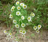 Erigeron annuus