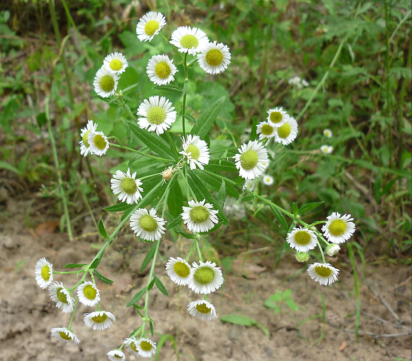 Image of Erigeron annuus specimen.