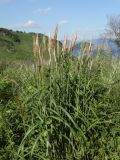 Miscanthus purpurascens