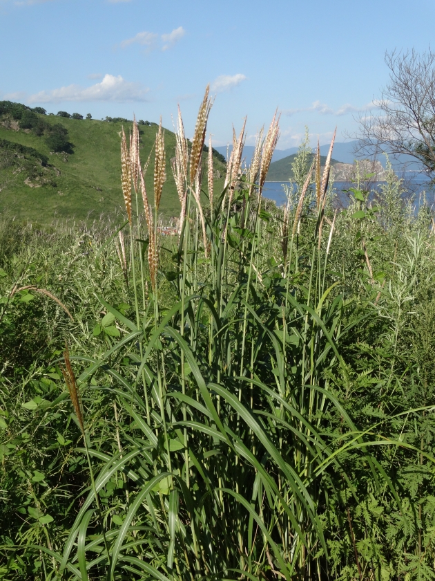 Image of Miscanthus purpurascens specimen.