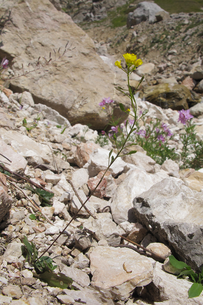 Image of Draba hispida specimen.