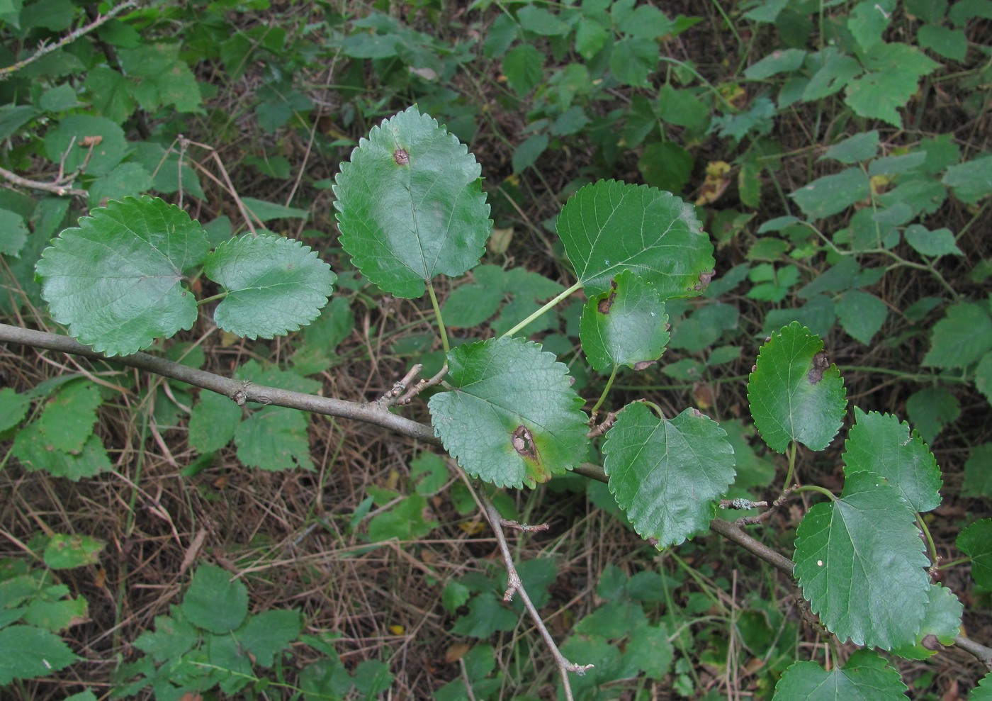 Image of Morus alba specimen.