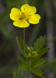 Potentilla erecta