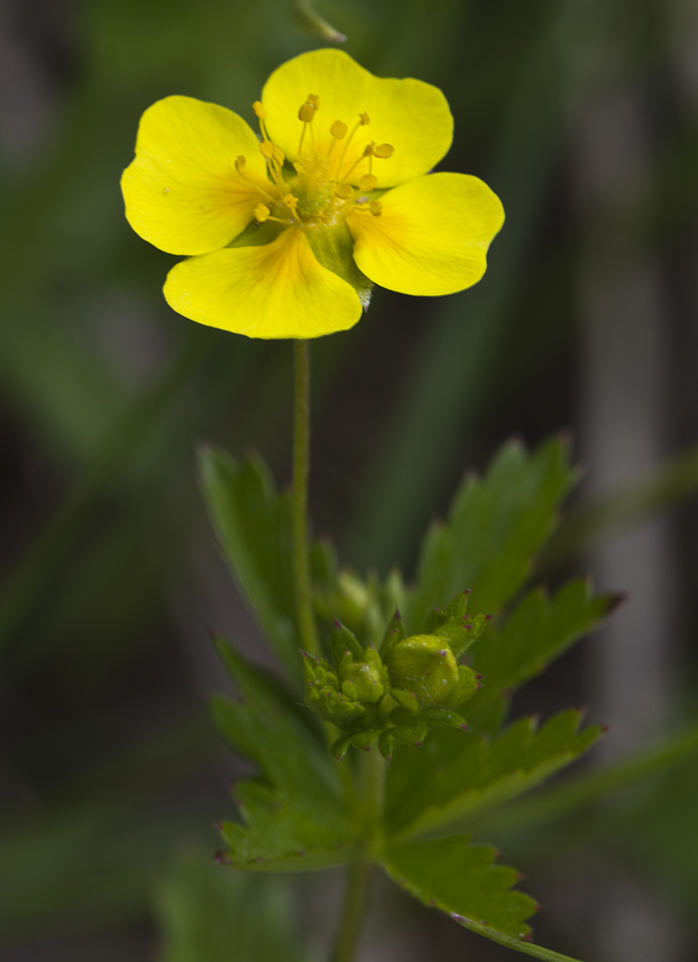 Изображение особи Potentilla erecta.