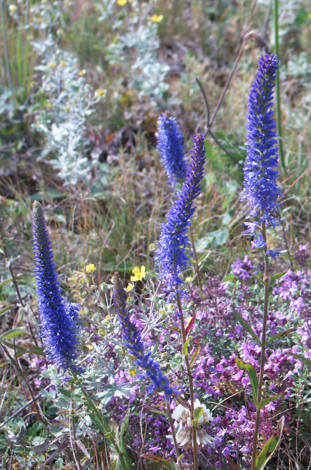 Изображение особи Veronica spicata ssp. bashkiriensis.