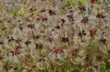 Clematis mandshurica