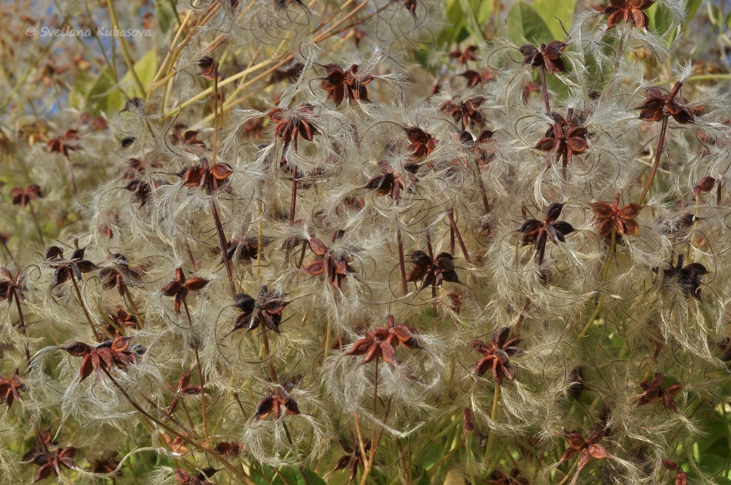Image of Clematis mandshurica specimen.