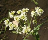 Image of taxon representative. Author is Тамара Риб