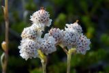 Antennaria dioica. Соцветия. Мурманская обл., окр. пос. Териберка, скальный массив. 02.07.2016.