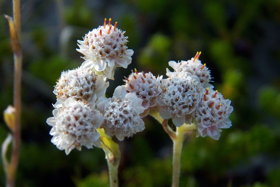 Изображение особи Antennaria dioica.