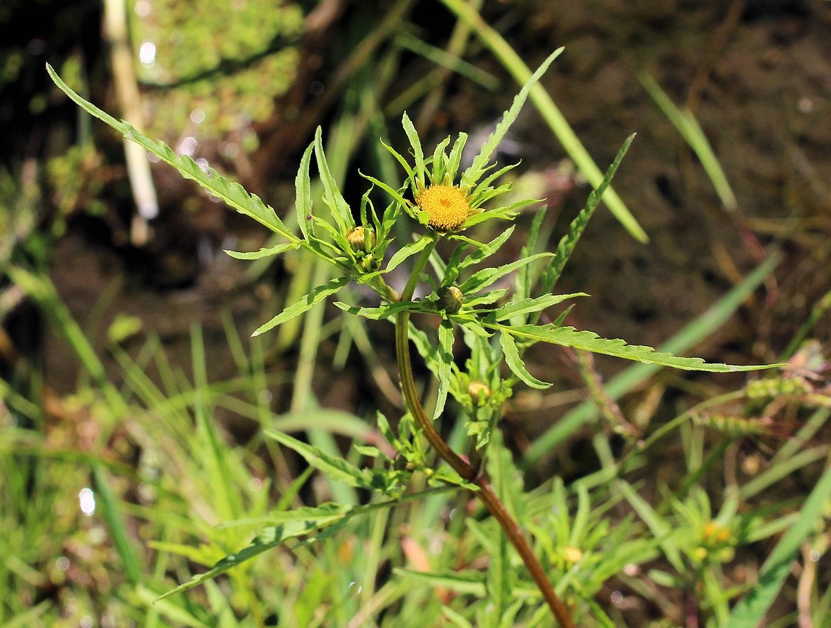 Image of Bidens maximowicziana specimen.