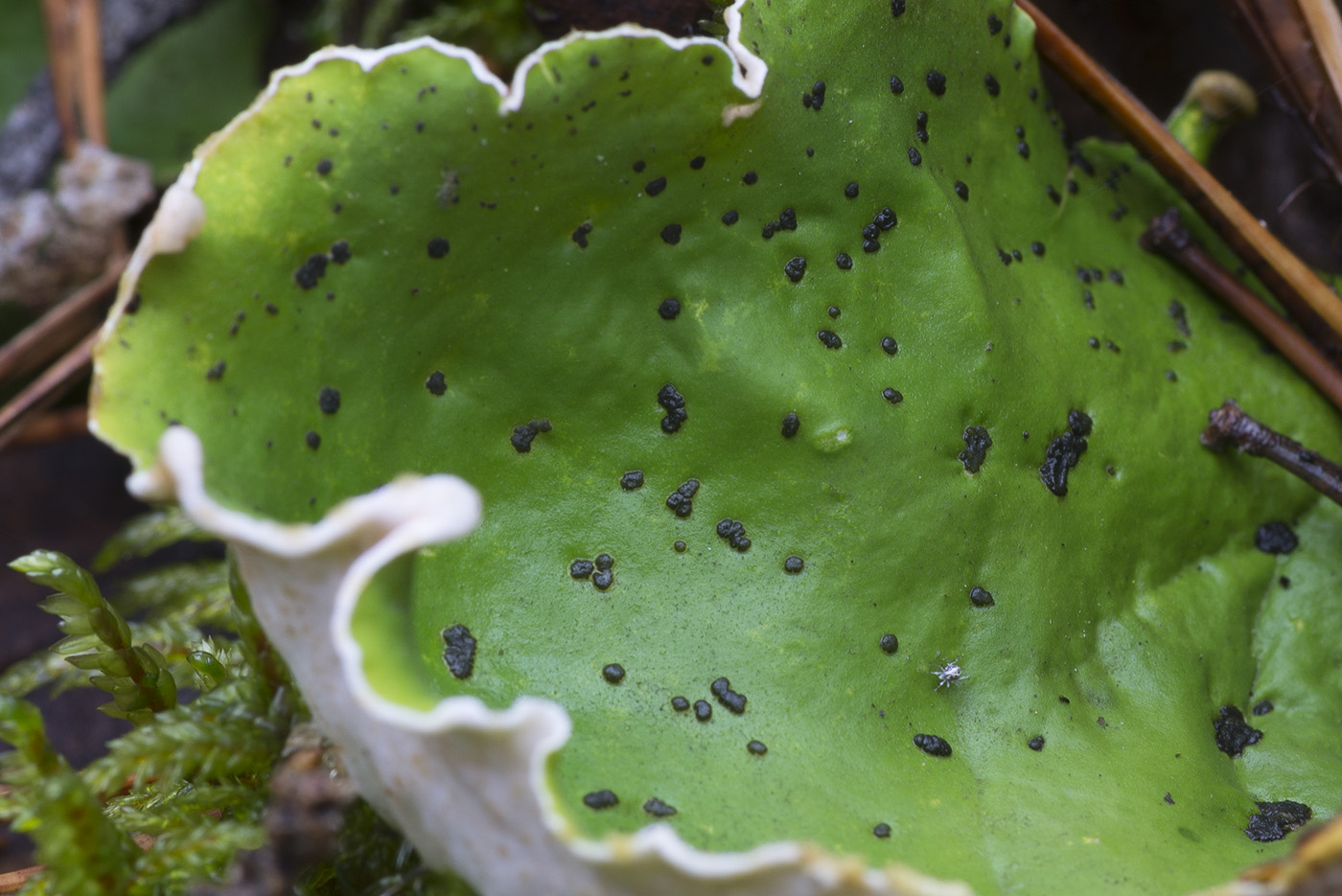 Image of Peltigera aphthosa specimen.