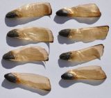 Pinus pinaster