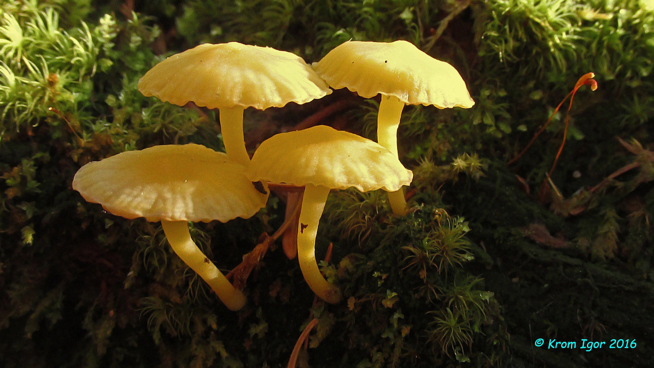 Изображение особи Lichenomphalia alpina.