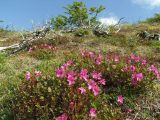 Rhododendron camtschaticum. Цветущие растения. Магаданская обл., Ольский р-н, Ольское побережье, приморский склон в окр. мыса Нюкля. 09.07.2016.