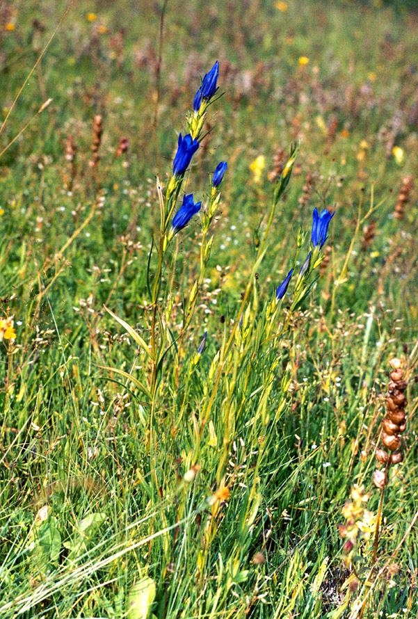 Image of Gentiana pneumonanthe specimen.