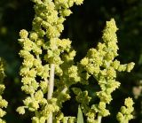 Cyclachaena xanthiifolia