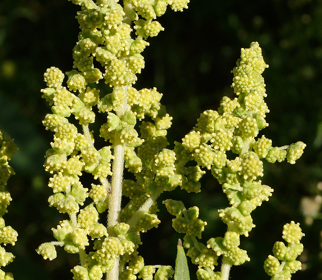 Image of Cyclachaena xanthiifolia specimen.