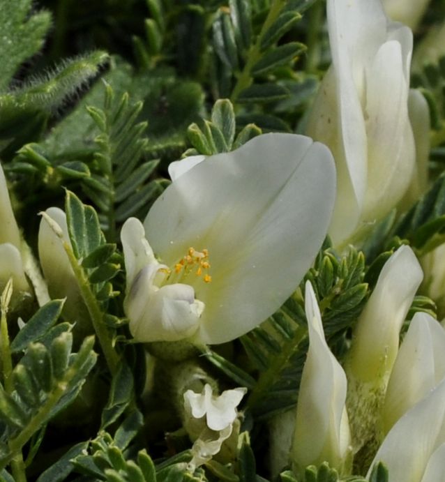 Изображение особи Astragalus angustifolius.