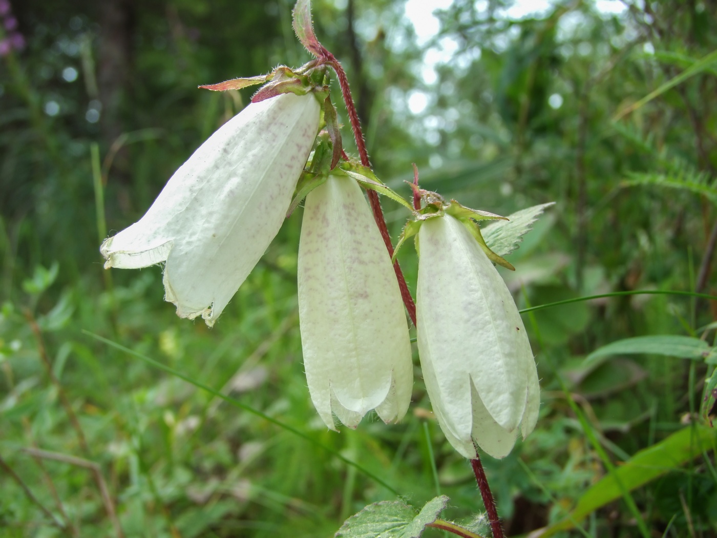 Изображение особи Campanula punctata.