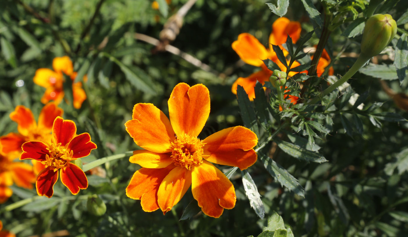 Image of Tagetes patula specimen.