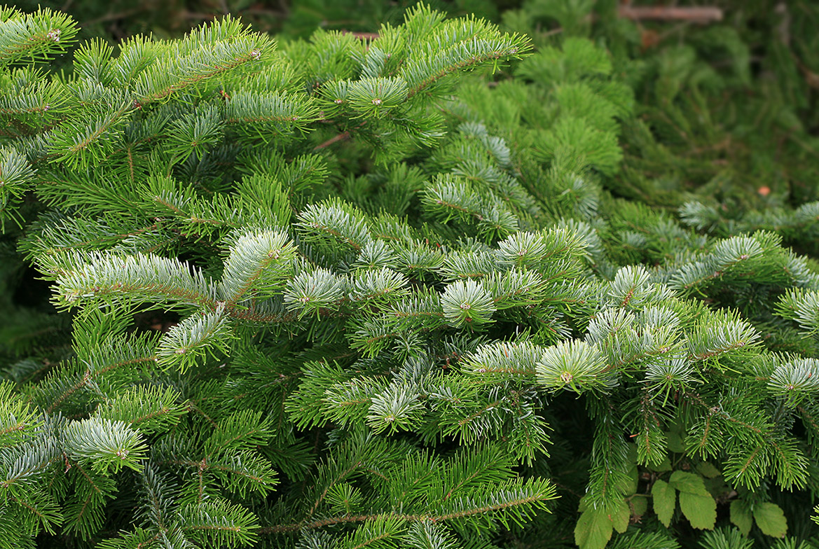 Изображение особи Abies sachalinensis.