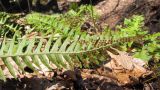 Polypodium vulgare. Нижняя сторона вайи с сорусами. Адыгея, Майкопский р-н, окр. пос. Хамышки, склон горы Чёрный Шахан, берег р. Киша, дубово-буково-пихтовый лес, выс. ≈ 750 м н.у.м. 08.03.2016.