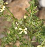 Carrichtera annua