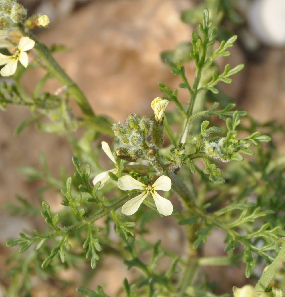 Image of Carrichtera annua specimen.