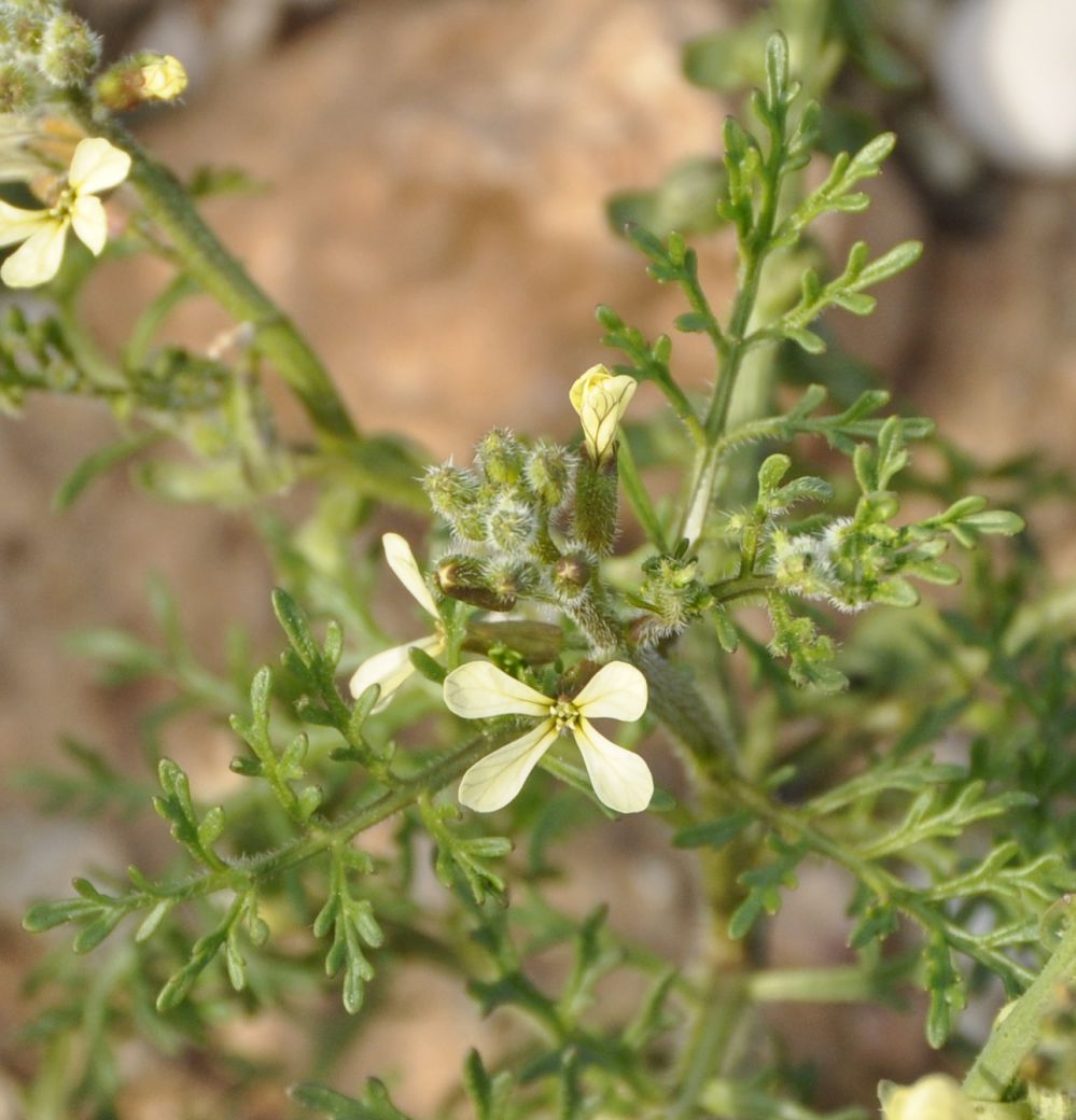 Изображение особи Carrichtera annua.