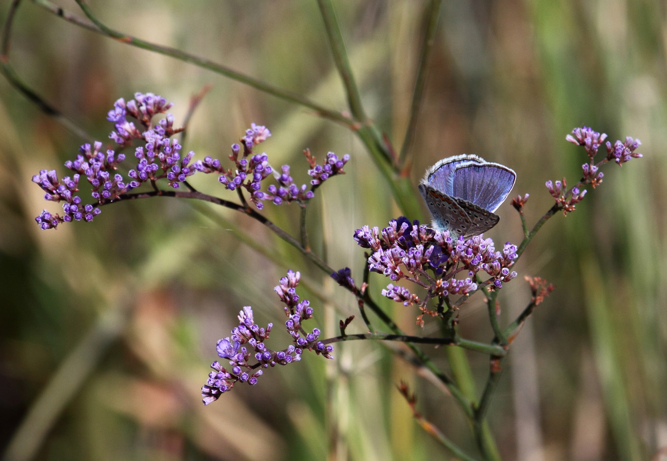 Image of Limonium gmelinii specimen.