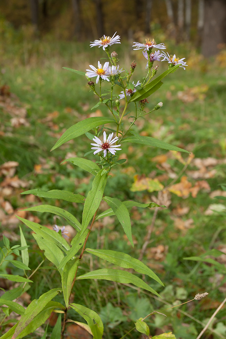 Изображение особи Symphyotrichum &times; salignum.