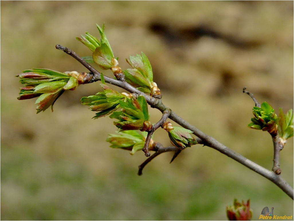 Изображение особи Crataegus monogyna.