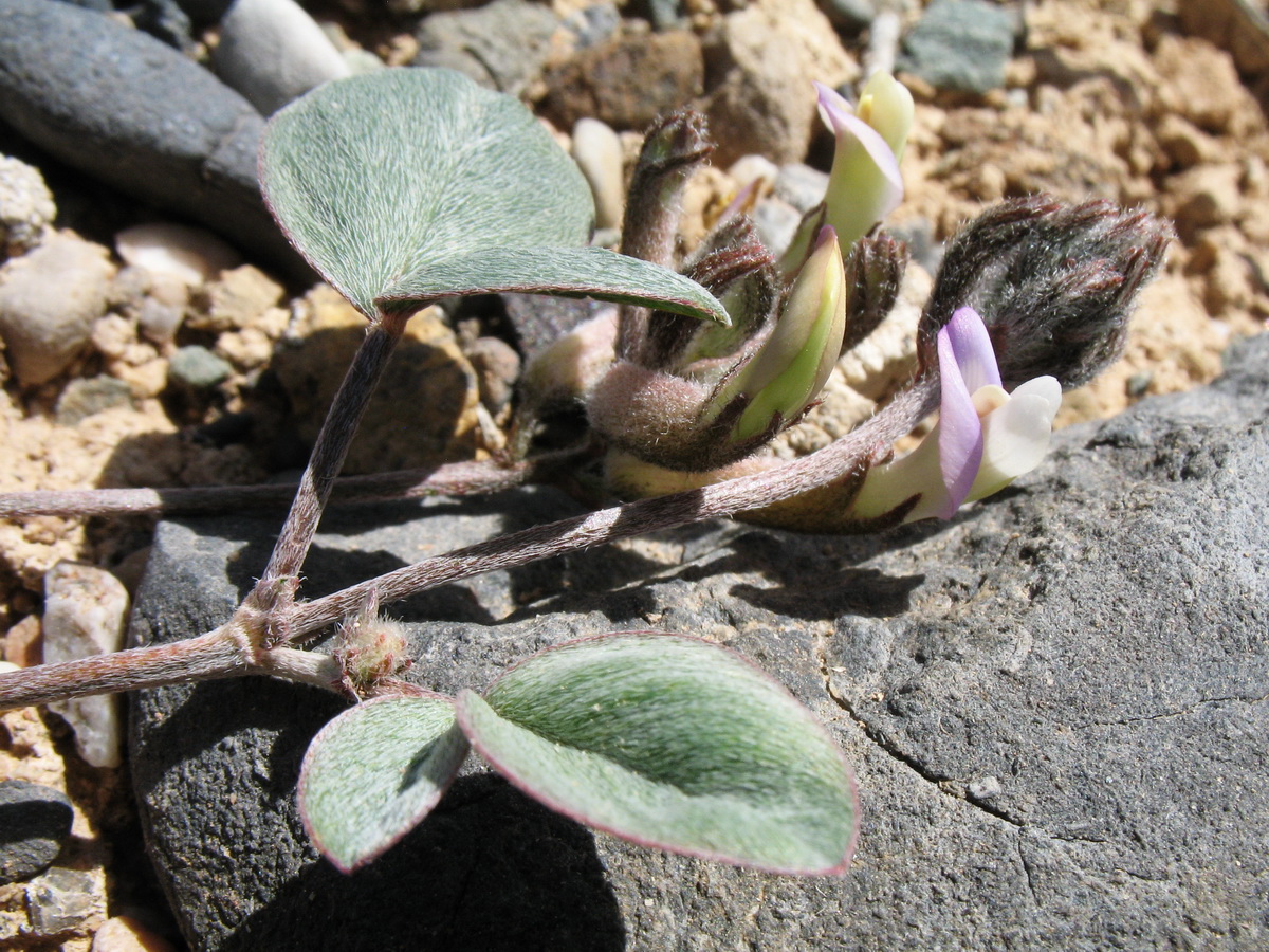 Изображение особи Astragalus transnominatus.