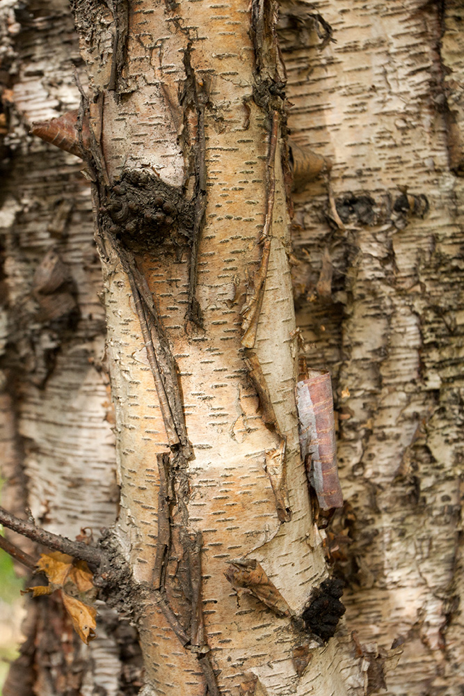 Изображение особи Betula raddeana.