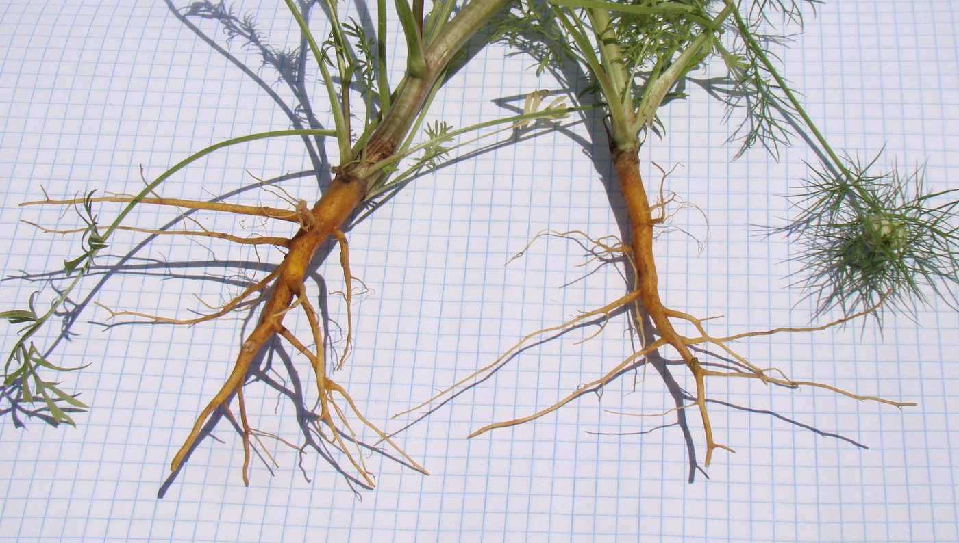 Image of Nigella damascena specimen.