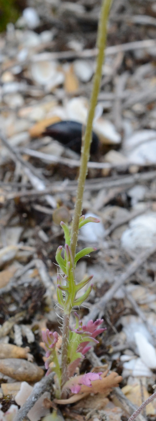 Изображение особи Papaver laevigatum.