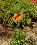 Fritillaria imperialis. Верхушка цветущего растения. Восточный Казахстан, Глубоковский р-н, окр. с. Тарханка, дачный участок, в культуре. 10.05.2017.