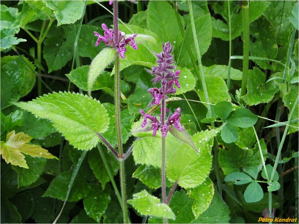 Изображение особи Stachys sylvatica.
