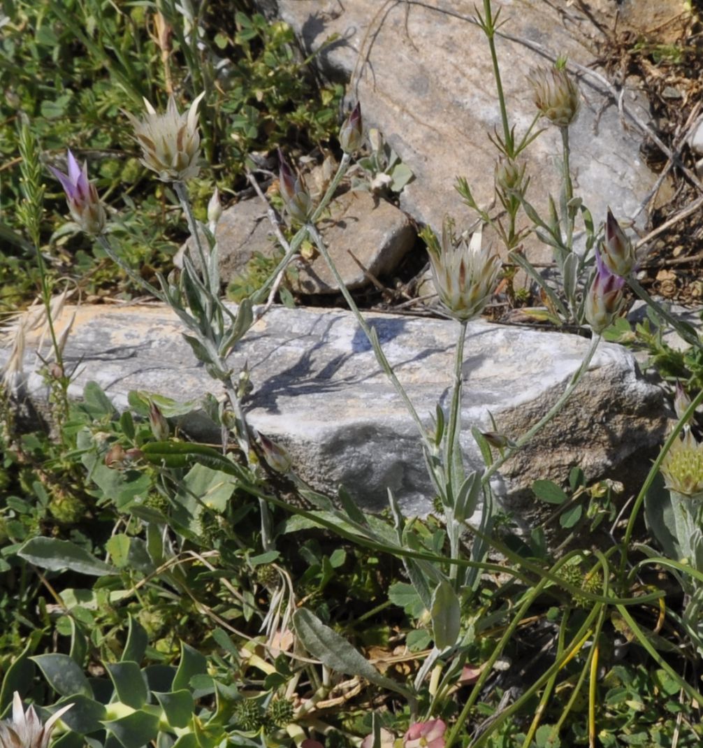 Image of Xeranthemum inapertum specimen.