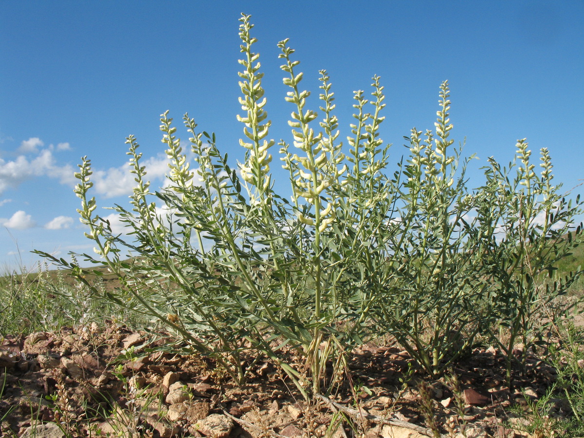 Изображение особи Goebelia pachycarpa.