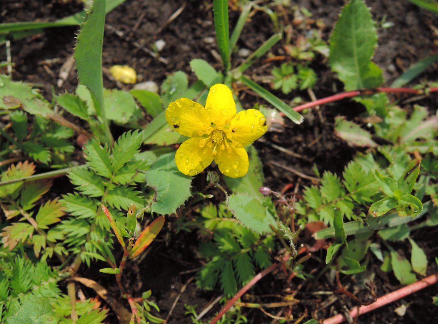 Изображение особи Potentilla anserina.