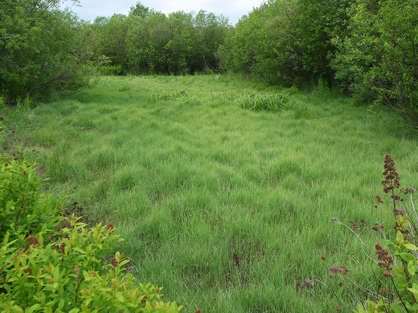 Изображение особи Carex pseudocuraica.