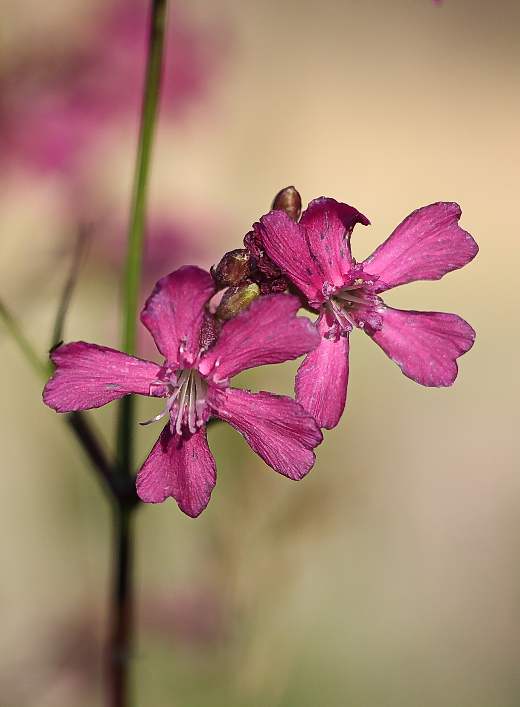 Изображение особи Viscaria vulgaris.