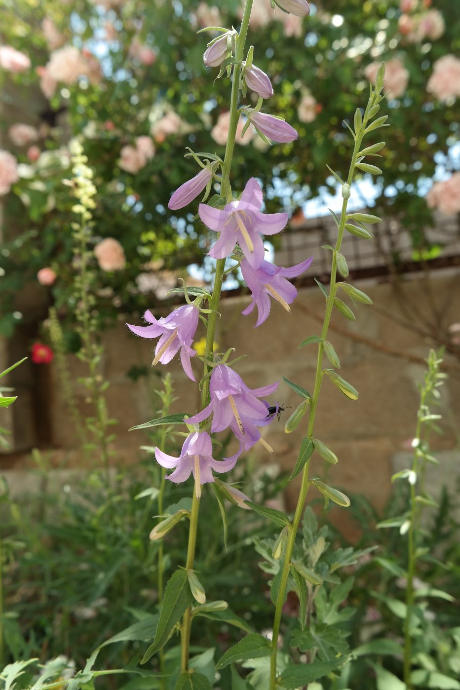 Изображение особи Campanula rapunculoides.