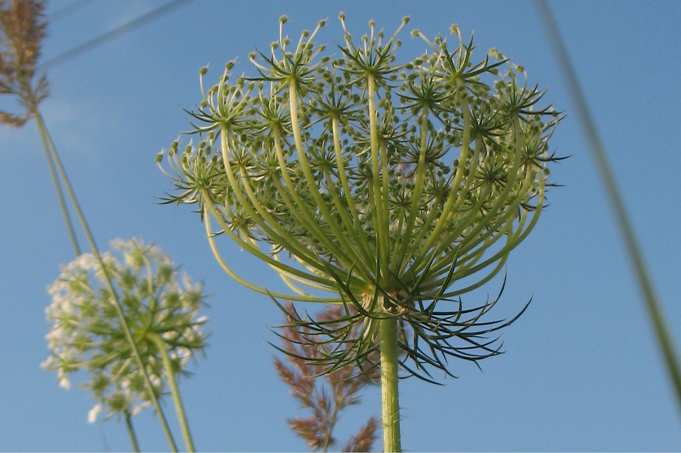 Image of Daucus carota specimen.